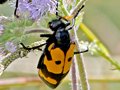 unidentified Meloidae, perhaps Ceroctis sp.